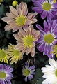 Chrysanthemum Morifolium